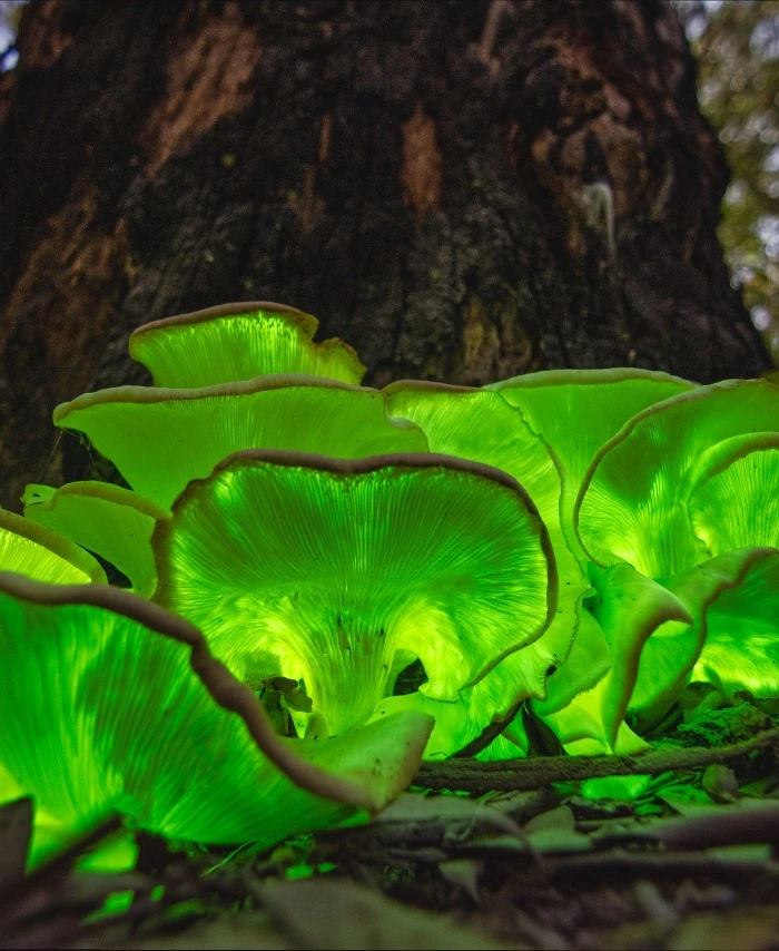 A photo of some bioluminescent fungi.