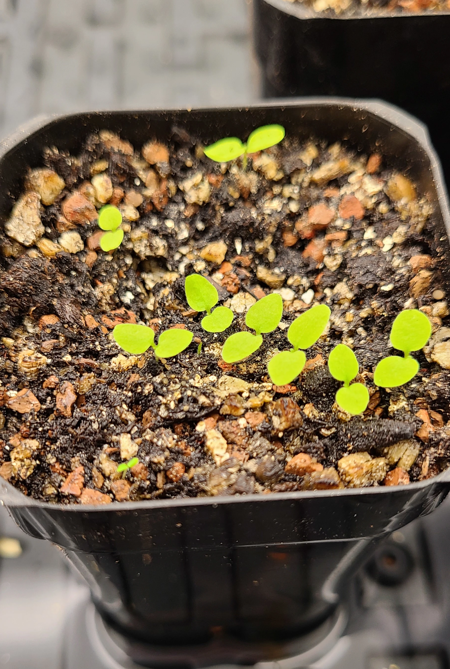 One of our prototype plants as a seedling in bright light growing within a growth chamber.