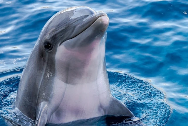Unrelated dolphin